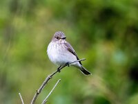 Muscicapa striata 80, Grauwe vliegenvanger, Saxifraga-Bart Vastenhouw