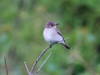 Muscicapa striata 81, Grauwe vliegenvanger, Saxifraga-Bart Vastenhouw