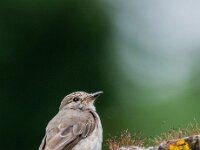Muscicapa striata 89, Grauwe vliegenvanger, adult, male, Saxifraga-Theo Verstrael