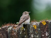 Muscicapa striata 91, Grauwe vliegenvanger, adult, male, Saxifraga-Theo Verstrael