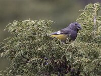 Mycerobas carnipes 3, Spiegeldikbek, Saxifraga-Mark Zekhuis