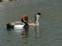 Netta rufina 12, Krooneend, pair, Saxifraga-Jan van der Straaten