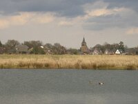 Netta rufina 14, Krooneend, Saxifraga-Rob Felix : Animalia, Aves, Chordata, animal, bird, dier, dieren, gewervelde dieren, vertebraat, vertebrate, vogel, vogels