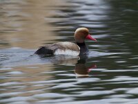 Netta rufina 17, Krooneend, Saxifraga-Luc Hoogenstein  Krooneend, Red-chested Pochard, Netta rufina : mannetje, drake, zoet water, mooi, eend, Iberisch Schiereiland, spring, april, natuur, Netta rufina, kust, water, coast, Red-chested Pochard, male, Europa, wilde vogel, meer, duck, Zuid-Europa, Algarve, nature, lake, Krooneend, voorjaar, beautiful, Portugal, red bill, lente, freshwater, wild, rode snavel