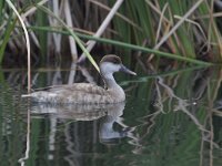 Netta rufina 19, Krooneend, Saxifraga-Luc Hoogenstein  Krooneend, Red-chested Pochard, Netta rufina : april, Zuid-Europa, lente, Algarve, red bill, zoet water, spring, lake, wilde vogel, rode snavel, Portugal, Krooneend, wild, Red-chested Pochard, Netta rufina, kust, Iberisch Schiereiland, water, eend, natuur, freshwater, vrouwtje, duck, nature, vrouw, Europa, mooi, drake, voorjaar, female, meer, coast, beautiful