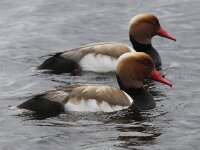 Netta rufina 21, Krooneend, Saxifraga-Peter Meininger