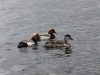 Netta rufina 22, Krooneend, Saxifraga-Peter Meininger