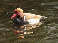 Netta rufina 29, Krooneend, Saxifraga-Jan Nijendijk