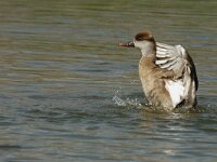 Netta rufina 3, Krooneend, female, Saxifraga-Jan van der Straaten