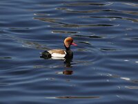 Netta rufina 33, Krooneend, Saxifraga-Peter Meininger