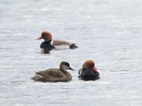 Netta rufina 37, Krooneend, Saxifraga-Mark Zekhuis