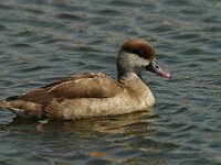 Netta rufina 4, Krooneend, female, Saxifraga-Jan van der Straaten