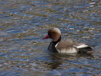 Netta rufina 45, Krooneend, Saxifraga-Jan Nijendijk