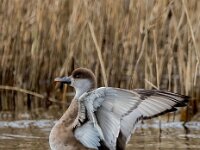 Netta rufina 46, Krooneend, adult, female, Saxifraga-Theo Verstrael