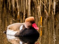 Netta rufina 51, Krooneend, adult, male, Saxifraga-Theo Verstrael