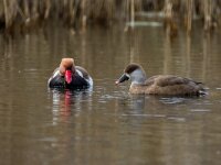 Netta rufina 53, Krooneend, adult, pair, Saxifraga-Theo Verstrael