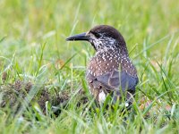 Nucifraga caryocatactes 10, Notenkraker, Saxifraga-Bart Vastenhouw