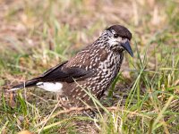 Nucifraga caryocatactes 17, Notenkraker, Saxifraga-Bart Vastenhouw