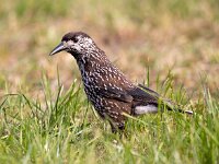 Nucifraga caryocatactes 19, Notenkraker, Saxifraga-Bart Vastenhouw