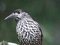 Nucifraga caryocatactes 2, Notenkraker, Saxifraga-Jan C. van der Straaten