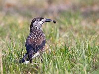 Nucifraga caryocatactes 20, Notenkraker, Saxifraga-Bart Vastenhouw