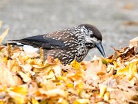 Nucifraga caryocatactes 22, Notenkraker, Saxifraga-Bart Vastenhouw