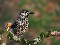 Nucifraga caryocatactes 27, Notenkraker, Saxifraga-Hans Dekker