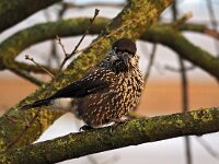 Nucifraga caryocatactes 28, Notenkraker, Saxifraga-Hans Dekker