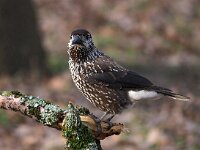 Nucifraga caryocatactes 30, Notenkraker, Saxifraga-Hans Dekker