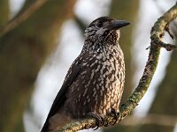 Nucifraga caryocatactes 31, Notenkraker, Saxifraga-Hans Dekker