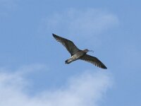 Numenius phaeopus 15, Regenwulp, Saxifraga-Willem van Kruijsbergen