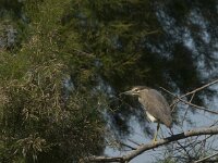 Nycticorax nycticorax 10, Kwak, Saxifraga-Jan van der Straaten