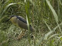 Nycticorax nycticorax 11, Kwak, Saxifraga-Jan van der Straaten
