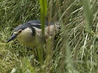 Nycticorax nycticorax 14, Kwak, Saxifraga-Jan van der Straaten