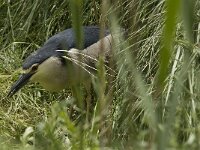Nycticorax nycticorax 16, Kwak, Saxifraga-Jan van der Straaten