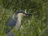 Nycticorax nycticorax 18, Kwak, Saxifraga-Jan van der Straaten