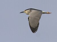 Nycticorax nycticorax 20, Kwak, Saxifraga-Mark Zekhuis