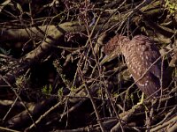 Nycticorax nycticorax 24, Kwak, juvenile, Saxifraga-Martin Mollet