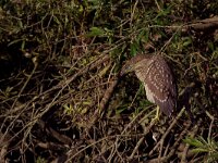 Nycticorax nycticorax 25, Kwak, juvenile, Saxifraga-Martin Mollet