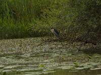Nycticorax nycticorax 28, Kwak, Saxifraga-Jan Nijendijk