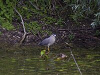 Nycticorax nycticorax 39, Kwak, Saxifraga-Jan Nijendijk