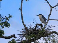 Nycticorax nycticorax 46, Kwak, Saxifraga-Hans Grotenhuis