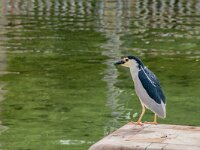 Nycticorax nycticorax 49, Kwak, adult, Saxifraga-Theo Verstrael