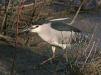 Nycticorax nycticorax 5, Kwak, Saxifraga-Luc Hoogenstein