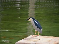 Nycticorax nycticorax 51, Kwak, adult, Saxifraga-Theo Verstrael