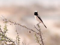 Oenanthe deserti 10, Woestijntapuit, Saxifraga-Bart Vastenhouw