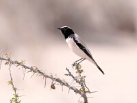 Oenanthe deserti 12, Woestijntapuit, Saxifraga-Bart Vastenhouw