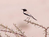 Oenanthe deserti 15, Woestijntapuit, Saxifraga-Bart Vastenhouw