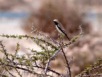 Oenanthe deserti 16, Woestijntapuit, Saxifraga-Bart Vastenhouw