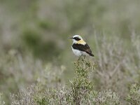 Oenanthe hispanica 12, Westelijke blonde tapuit, Saxifraga-Bart Heijne